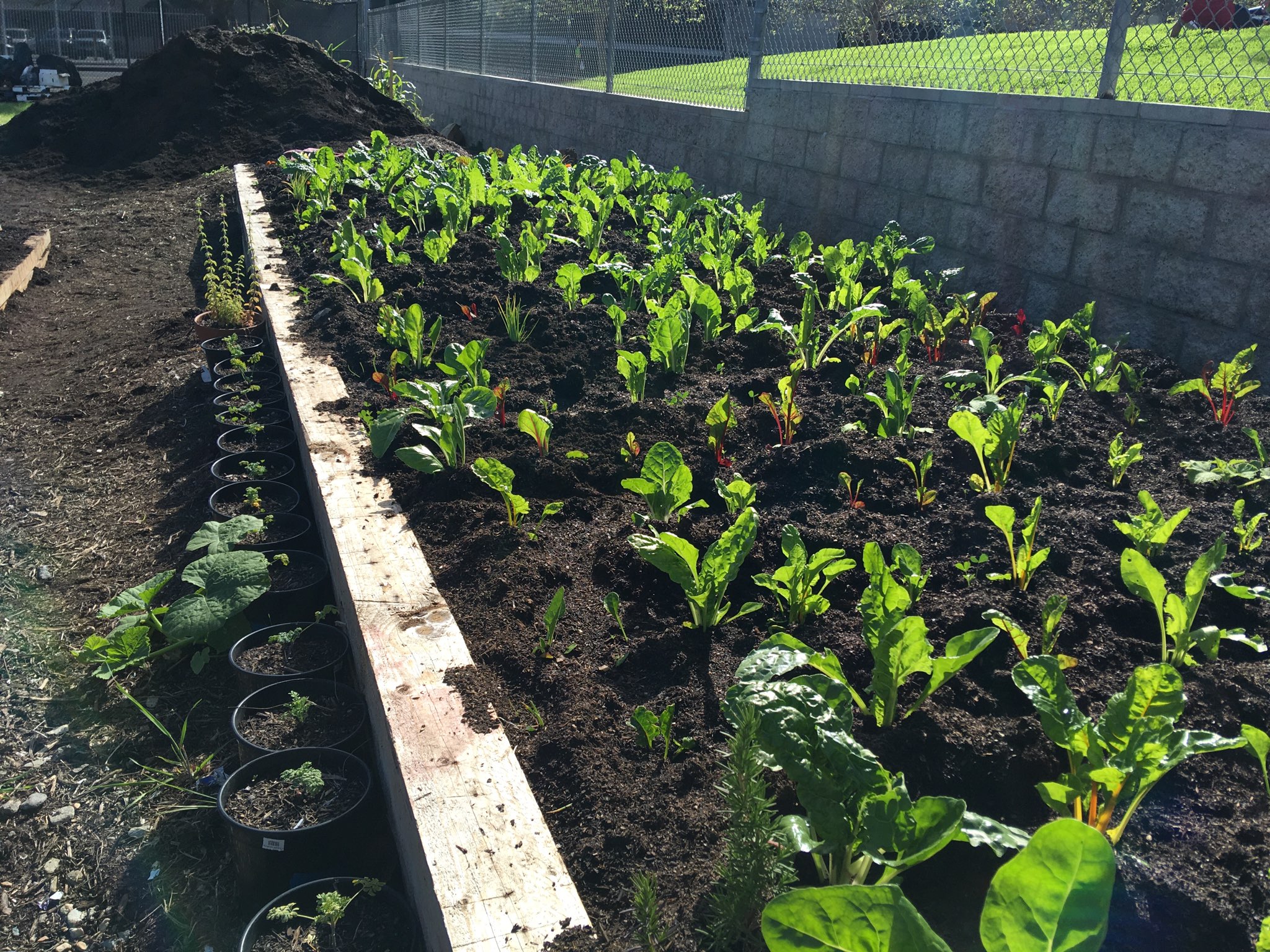 Transforming Urban Agriculture.